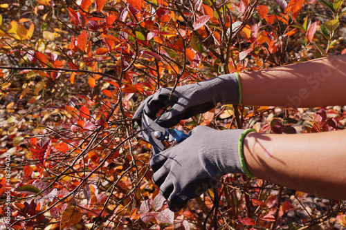 Autumn garden cleaning. Cutting blueberry branches, forming a bush.