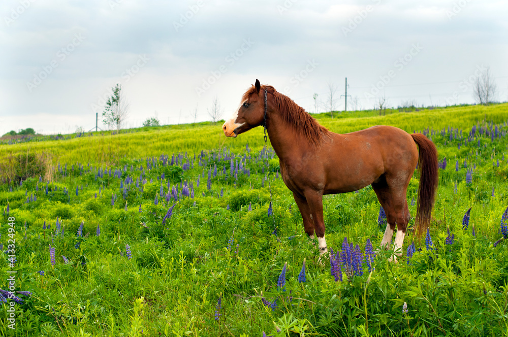 Horse on a mountain meadow in lupine flowers. Image of wildlife Horse on a mountain meadow in lupine flowers. Image of wildlife