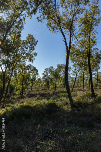 The eucalyptus jungle of Tetouan