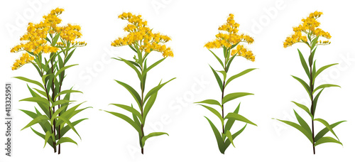 Solidago chilensis Asteraceae 3d big vector set goldenrod ragweed. Bouquet compilation isolated Yellow golden flower realistic officinal plant Allergy symbol. Wedding decoration Medical antibacterial photo
