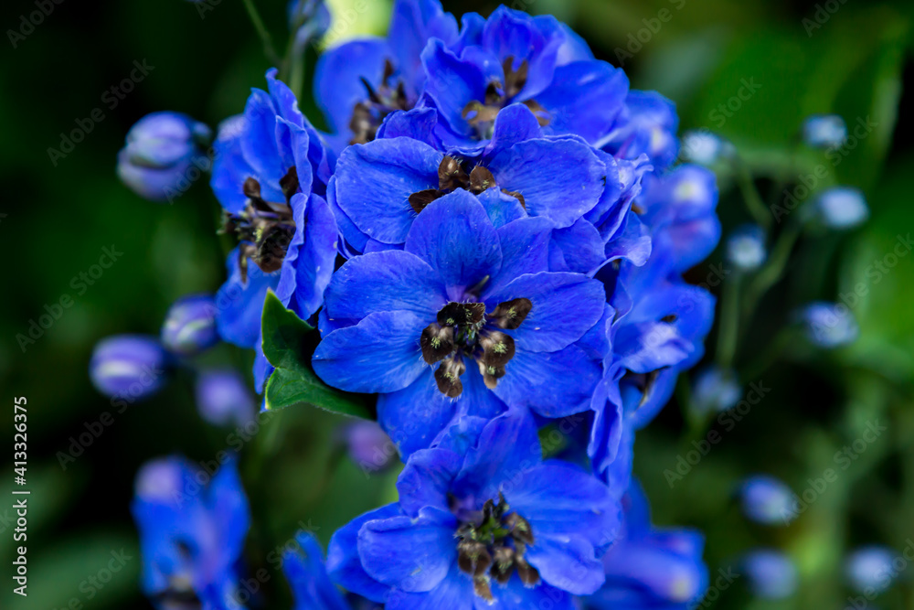 Blue Delphinium blooming in the garden. Macro Blue Delphinium blooming in the garden. Macro