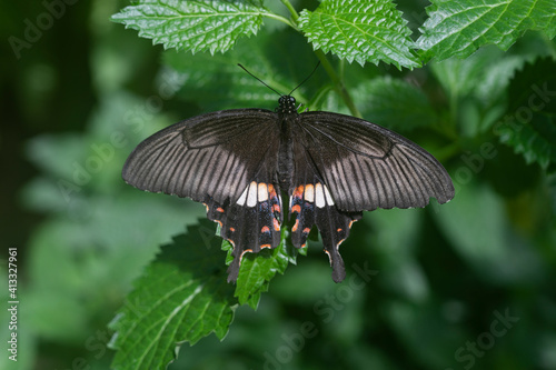 Papillon