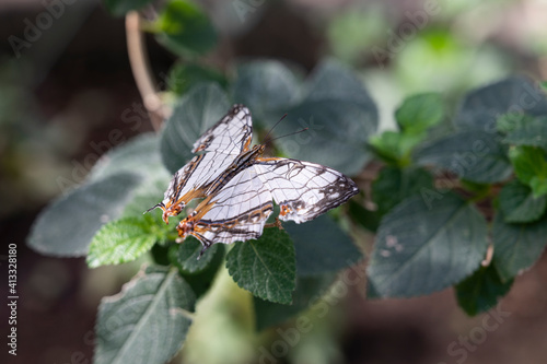 Papillon