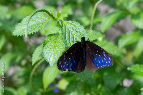 Papillon