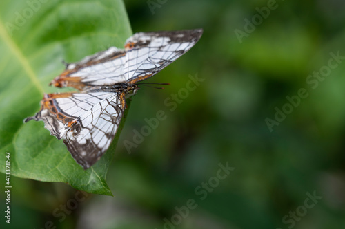 Papillon