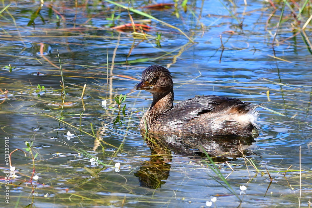 Pie billed grebe (Podilymbus podiceps) in the water Pie billed grebe (Podilymbus podiceps) in the water