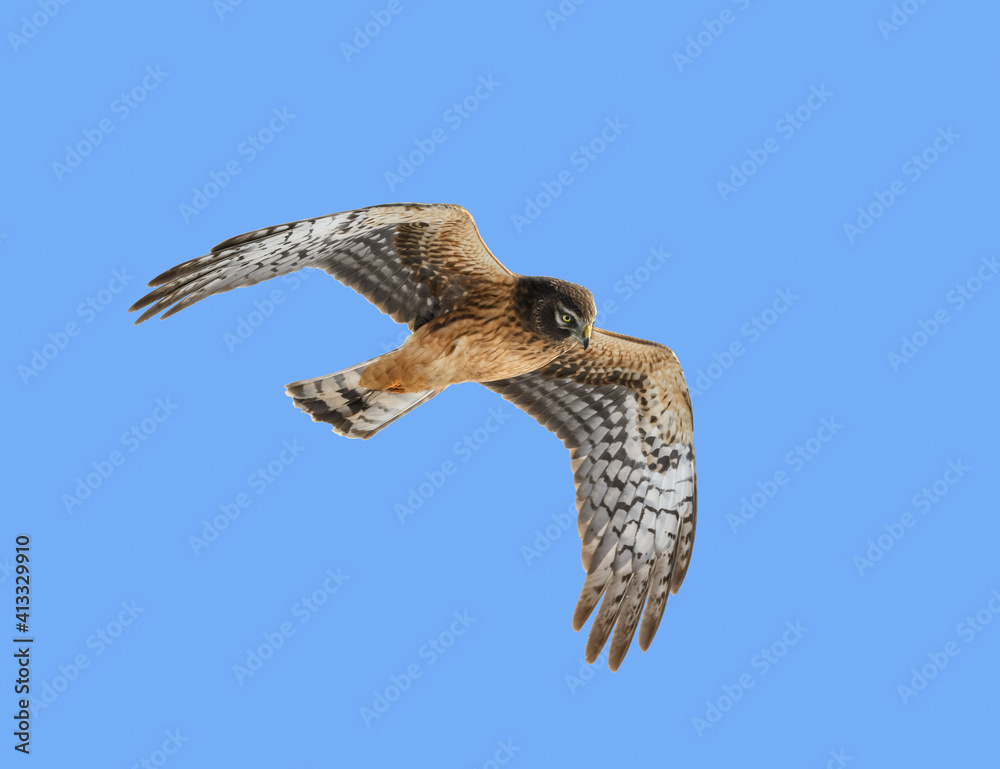 Fototapeta premium Northern Harrier in Flight on Blue Sky in Winter