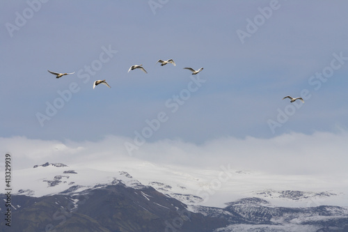 Aves de Islandia © patriciaphotos