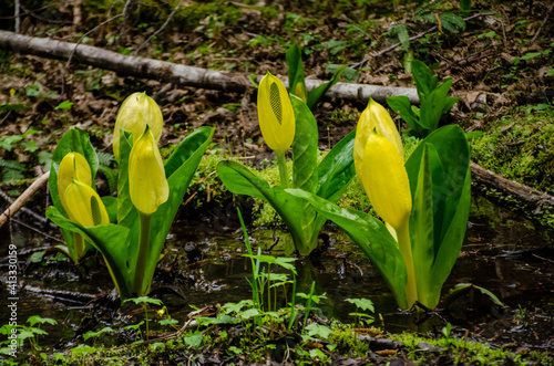 Western Skunk Cabbage (Lysichiton americanus) in a red alder grove, Olympic National Park photo