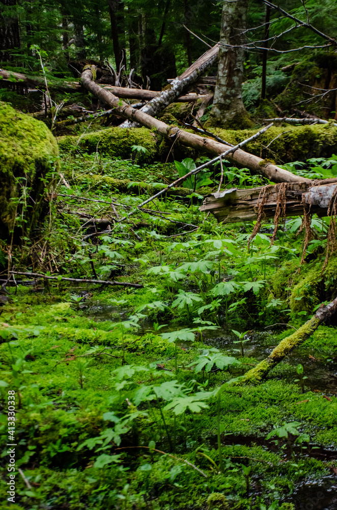 Swamp plants, mosses and ferns in a damp forest.  Washington State