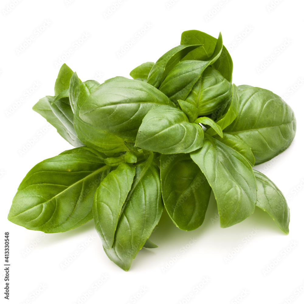 Sweet basil herb leaves bunch isolated on white background Sweet basil herb leaves bunch isolated on white background