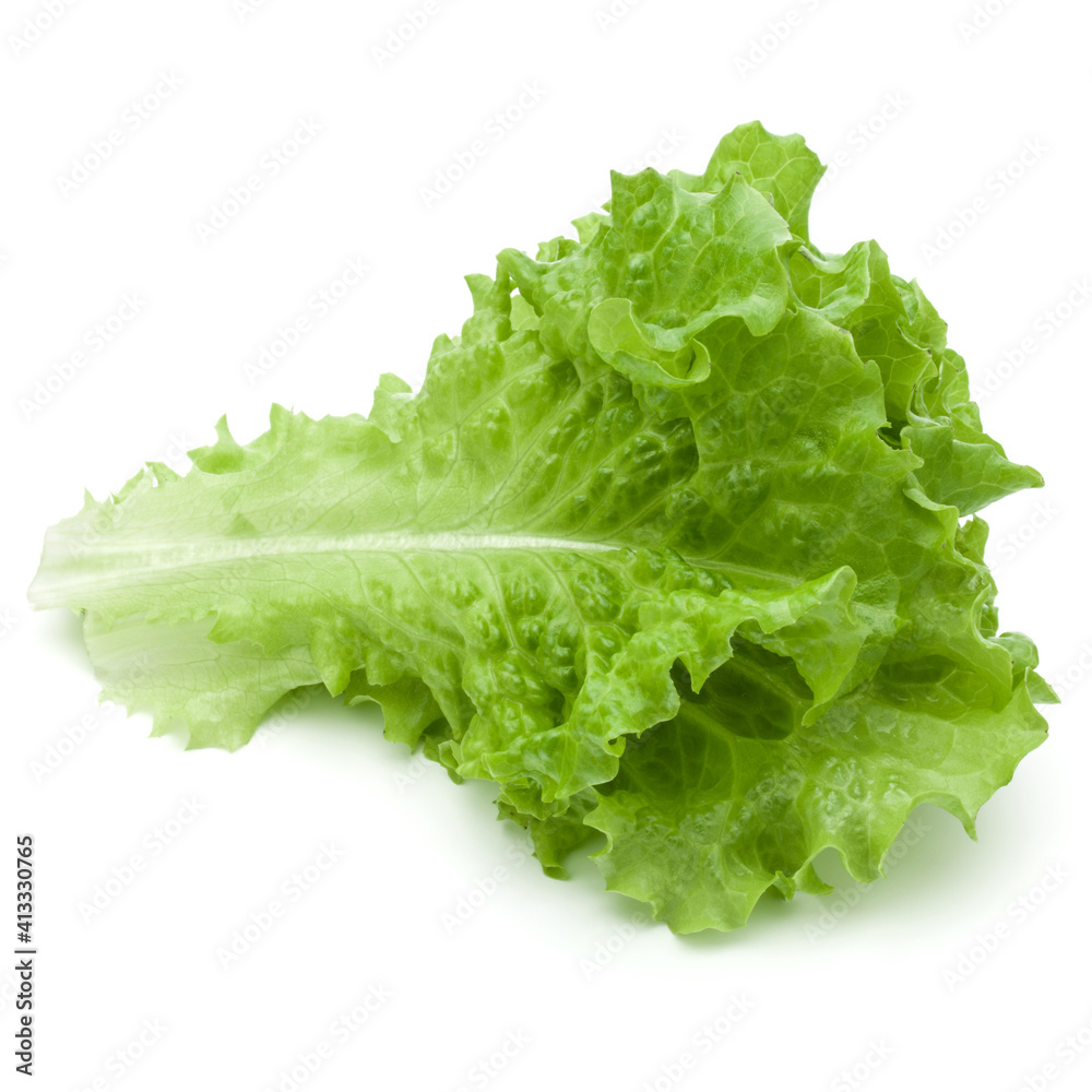 fresh green lettuce salad leaves isolated on white background fresh green lettuce salad leaves isolated on white background