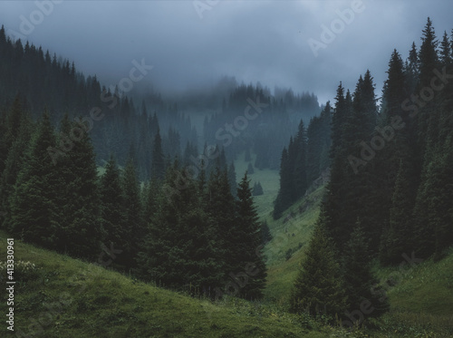Fototapeta Naklejka Na Ścianę i Meble -  Thick fog in a fir forest in the dark mountains