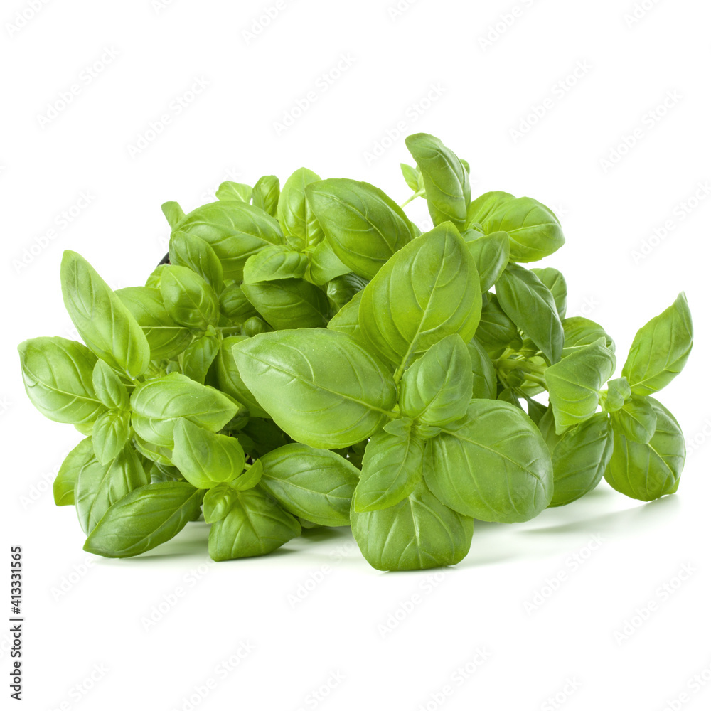Sweet basil leaves isolated on white background cutout. Sweet basil leaves isolated on white background cutout.