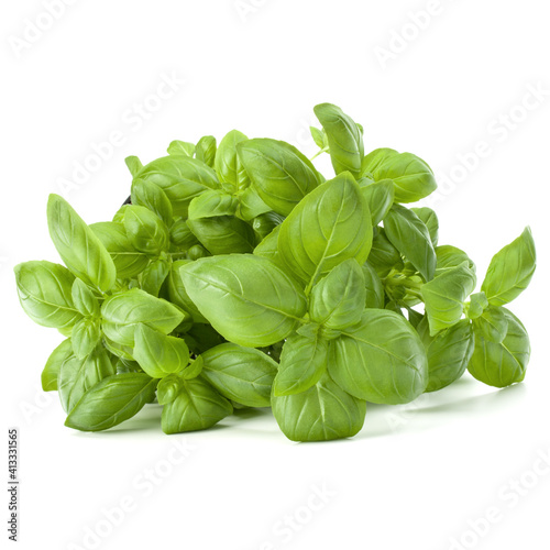 Sweet basil leaves isolated on white background cutout.