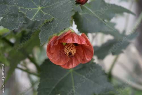ladybird on a red flower