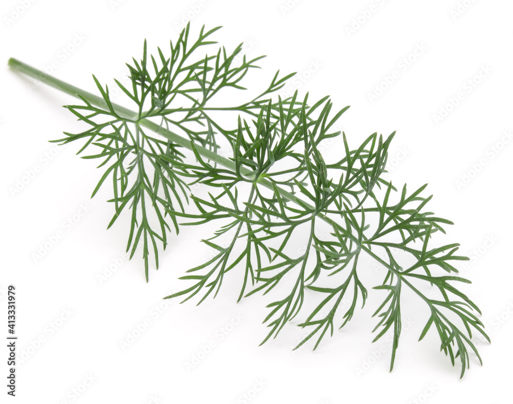 Close up shot of branch of fresh green dill herb leaves isolated on white background Close up shot of branch of fresh green dill herb leaves isolated on white background