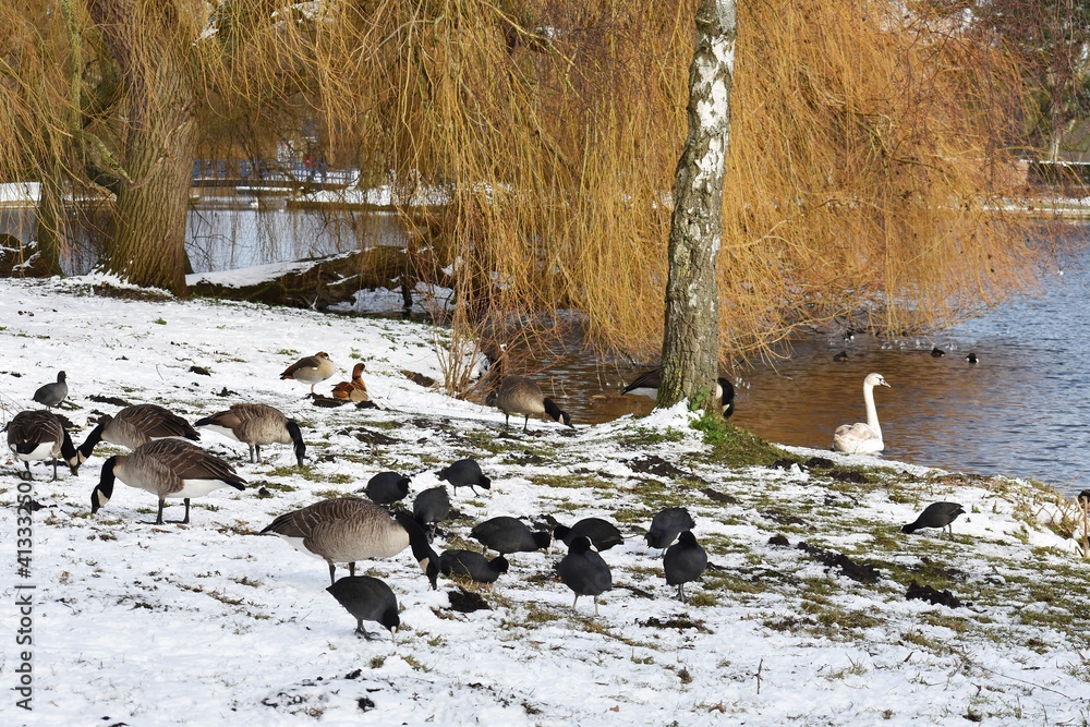 Fototapeta premium Snowy winter landscape with geese and Eurasian coots, in the park. 