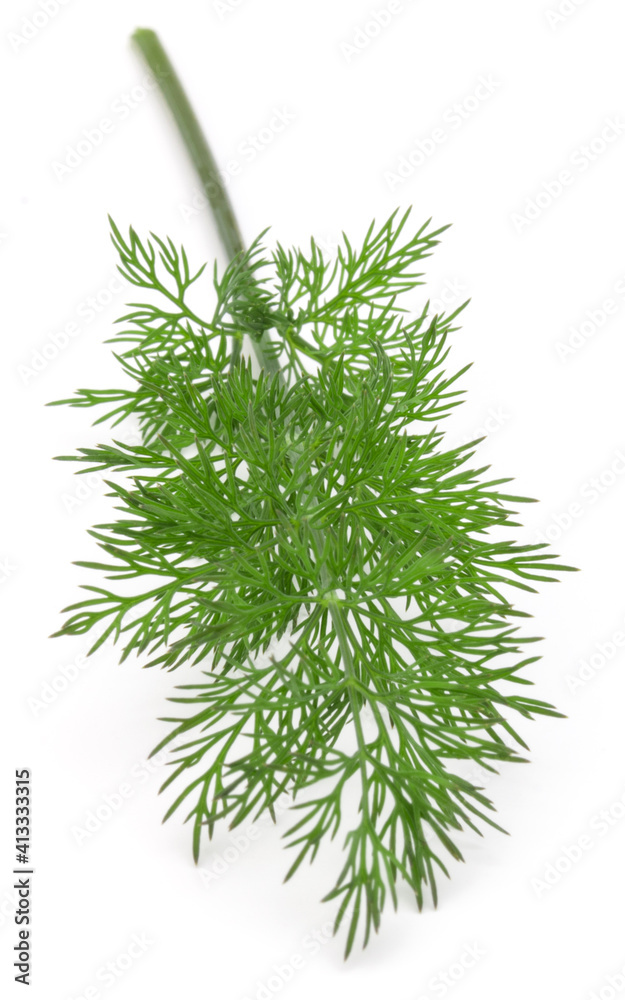 Close up shot of branch of fresh green dill herb leaves isolated on white background Close up shot of branch of fresh green dill herb leaves isolated on white background