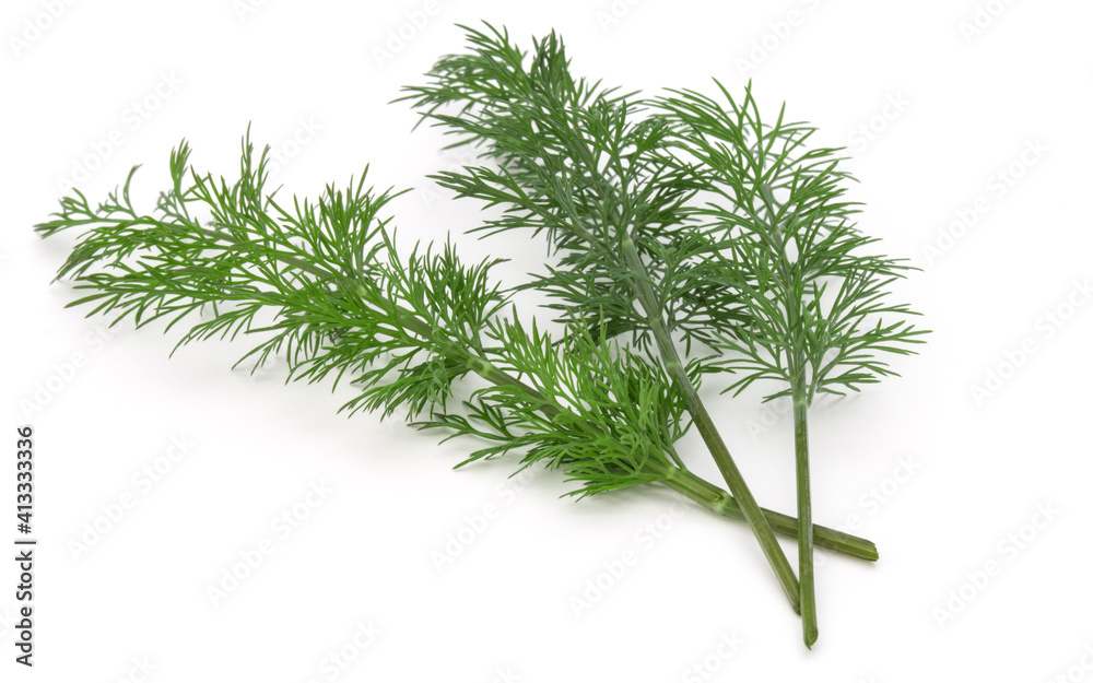 Close up shot of branch of fresh green dill herb leaves isolated on white background Close up shot of branch of fresh green dill herb leaves isolated on white background