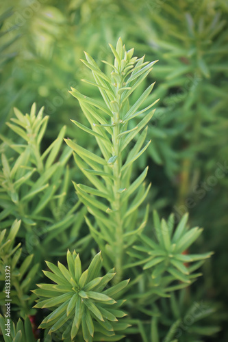 Vertical photo of evergreen branches on a yew