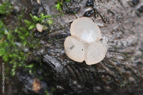 Neobulgaria pura, known as Beech Jellydisc, wild fungus from Finland photo