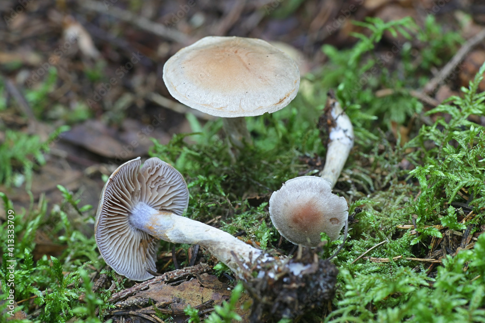Cortinarius anomalus, known as the variable webcap, wild mushroom from Finland Cortinarius anomalus, known as the variable webcap, wild mushroom from Finland