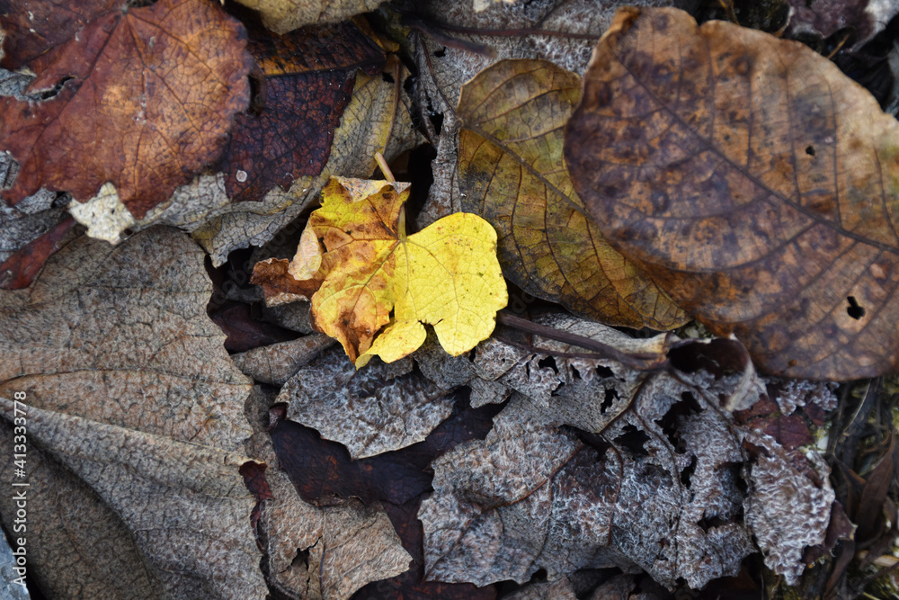 Yellow autumn leaf on ground Yellow autumn leaf on ground