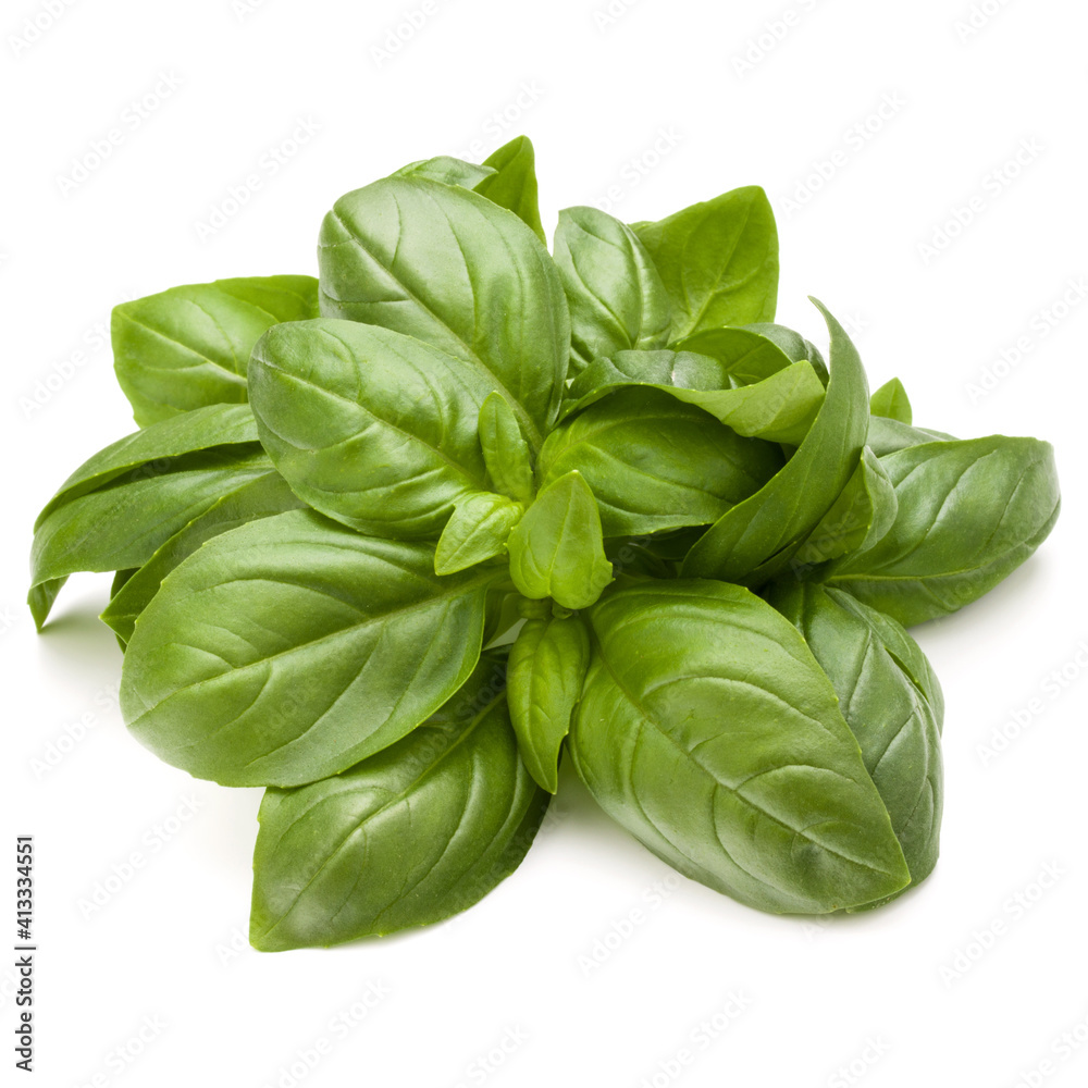 Sweet basil herb leaves bunch isolated on white background Sweet basil herb leaves bunch isolated on white background