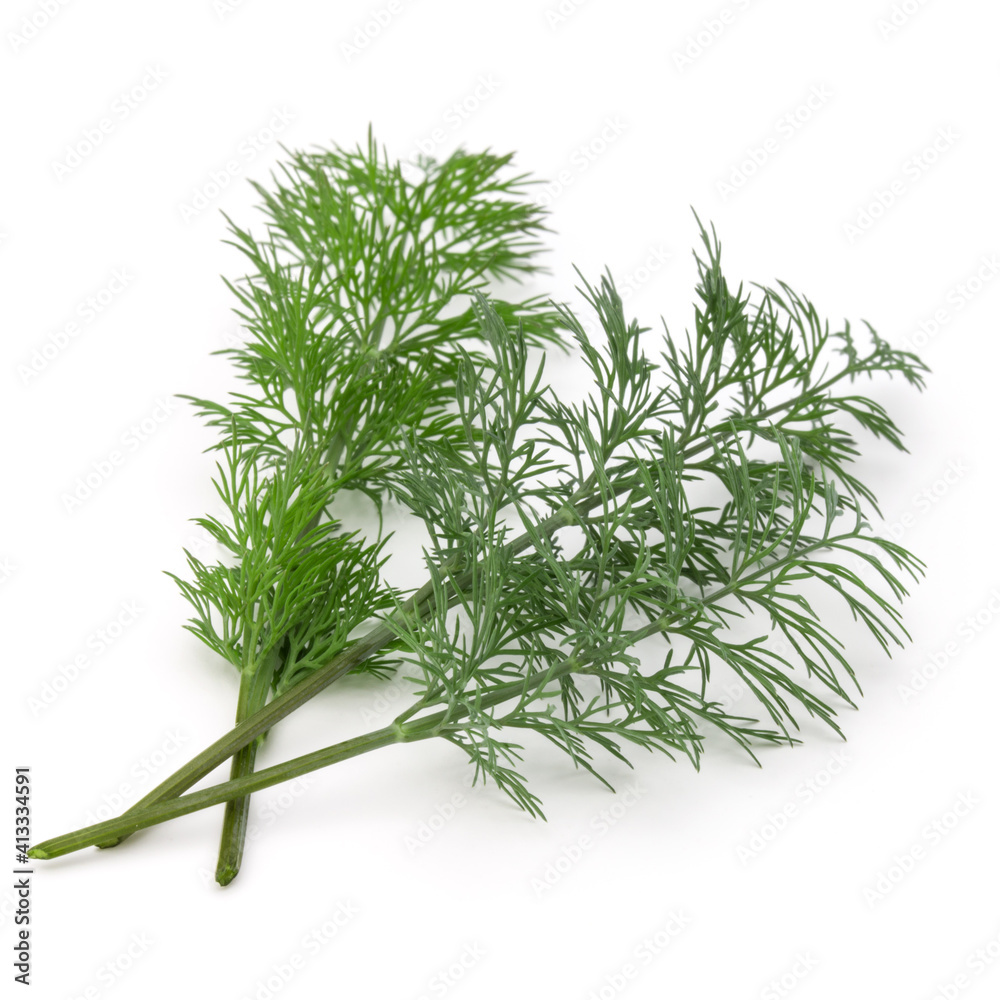 Close up shot of branch of fresh green dill herb leaves isolated on white background Close up shot of branch of fresh green dill herb leaves isolated on white background