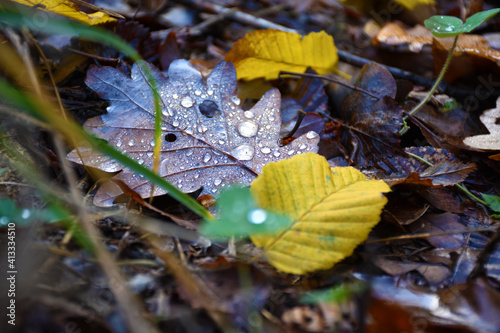Rain droplets on autumn leaf