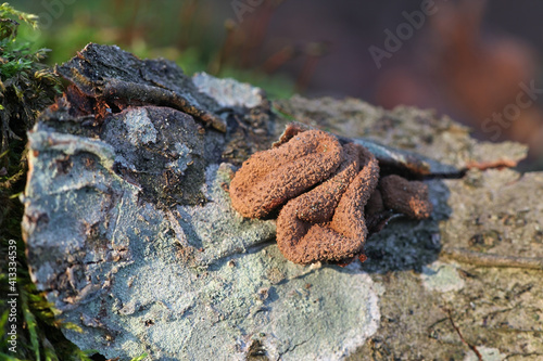 Encoelia furfuracea, known as spring hazelcup, wild fungus from Finland photo