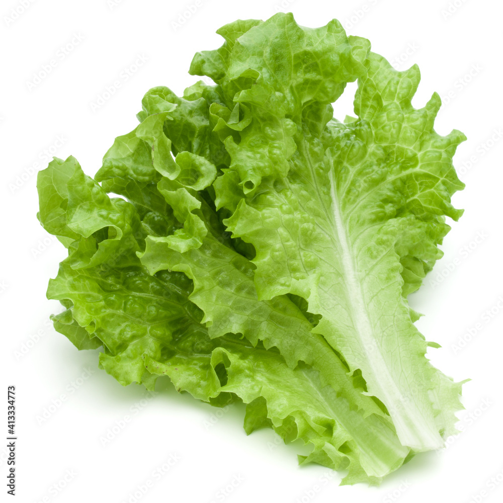 fresh green lettuce salad leaves isolated on white background fresh green lettuce salad leaves isolated on white background