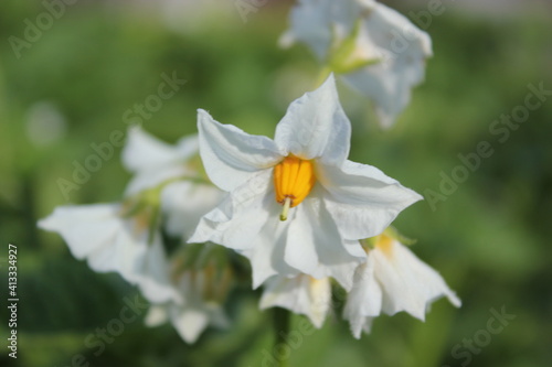 white flower
