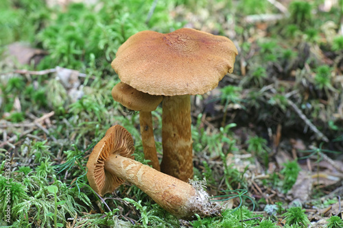 Fotografie Cortinarius rubellus, known as the deadly webcap, wild poisonous mushroom from F