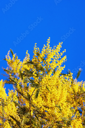 Flowers of Acacia dealbata tree against blue sky on sunny spring day