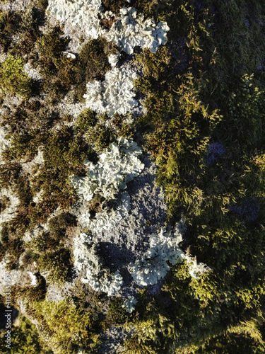 Quadro su tela Top view of a rock fully covered with green lichen and moss