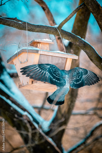 pigeon feeding from birdhouse