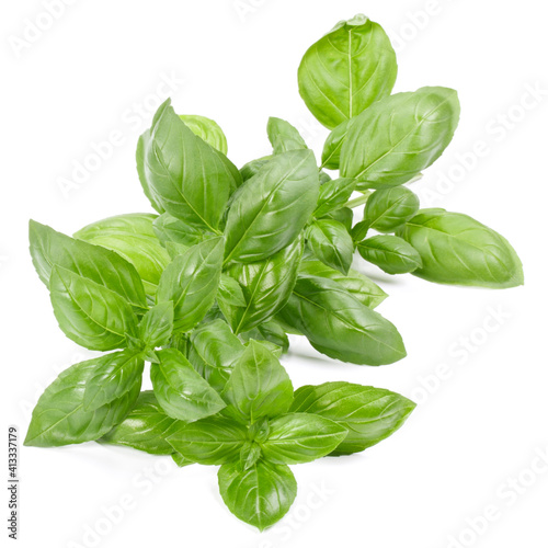 sweet basil herb leaves isolated on white background. Genovese basil leaf.