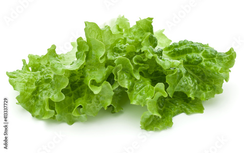 fresh green lettuce salad leaves isolated on white background