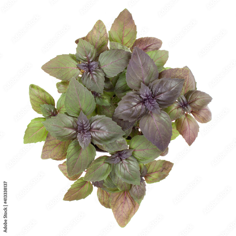 Naklejka premium Fresh sweet Dark Opal basil bouquet isolated on white background cutout. Top view.