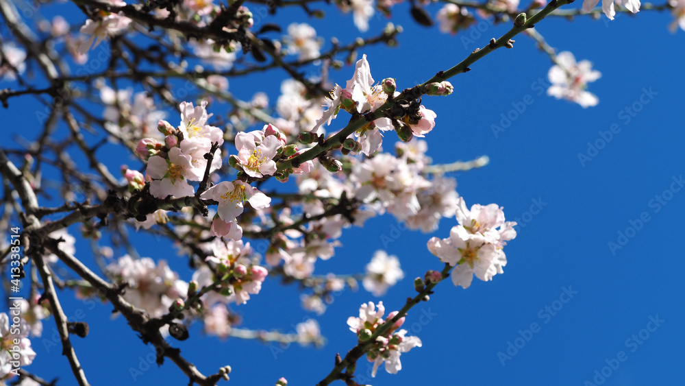 Beautiful almond tree in blossom as seen at spring in deep blue sky Beautiful almond tree in blossom as seen at spring in deep blue sky