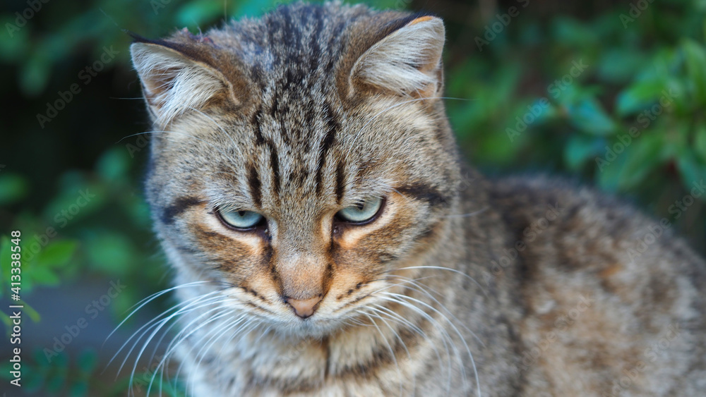 Macro closeup photo of beautiful grey cat posing