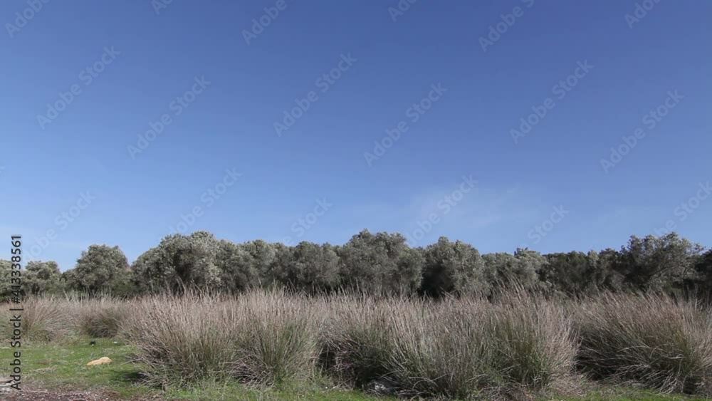 landscape with trees and sky landscape with trees and sky