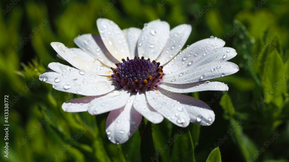 Macro closeup photo of beautiful white gerbera daisy flower with raindrops after the rain Macro closeup photo of beautiful white gerbera daisy flower with raindrops after the rain