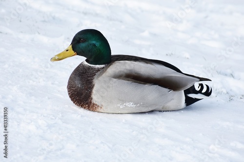 Male mallard duck or Anas platyrhynchos, resting on snow.