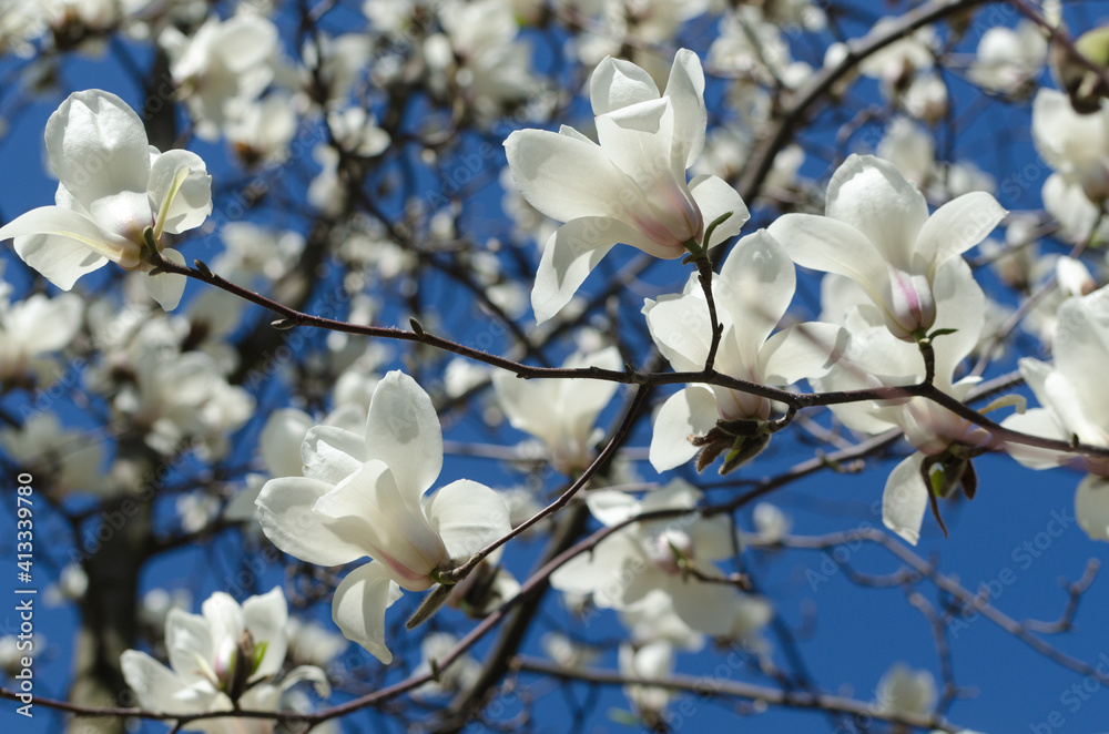 Beautiful magnolia tree blossoms in springtime. Jentle white magnolia flower against sunset light. Beautiful magnolia tree blossoms in springtime. Jentle white magnolia flower against sunset light.