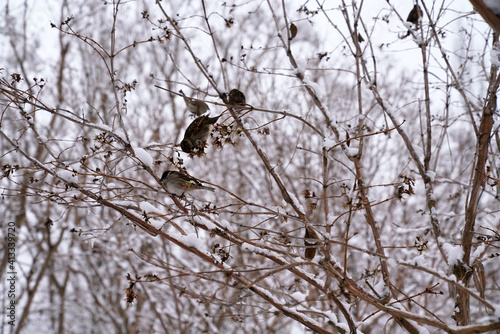 sparrows sitting on the branches of trees in winter 