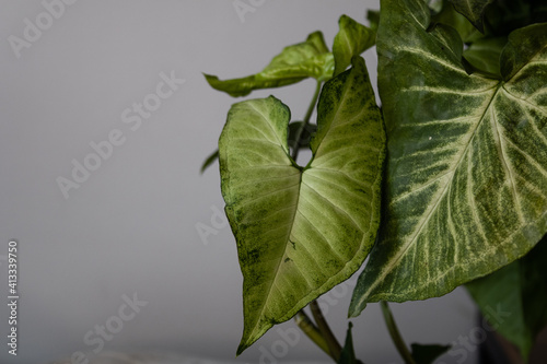 Close up of white butterfly Syngonium leaves.