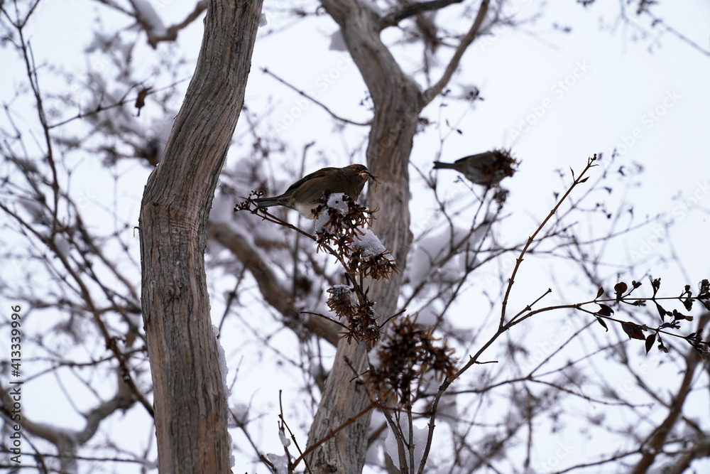 sparrows sitting on the branches of trees in winter sparrows sitting on the branches of trees in winter